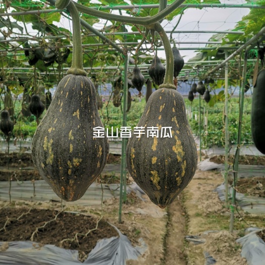 海口香芋南瓜种子，南瓜种子，口感佳，香芋味道浓郁，厂家直销