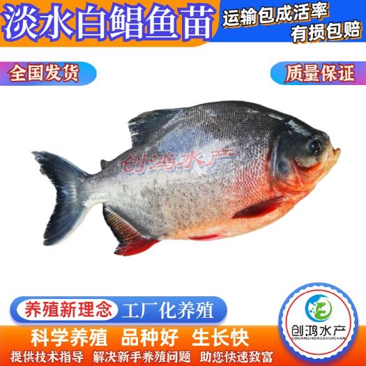 广州【大量供应】淡水白鲳鱼苗 红鲳鱼苗 鲳鱼苗 淡水养殖
