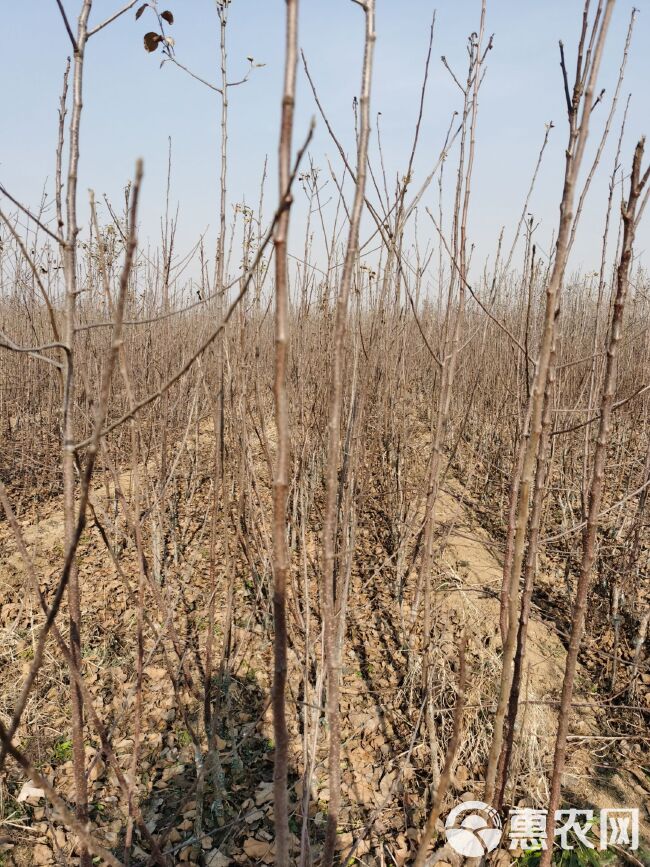 苹果苗矮化中间砧苹果苗维纳斯黄金苹果苗烟富十苹果苗