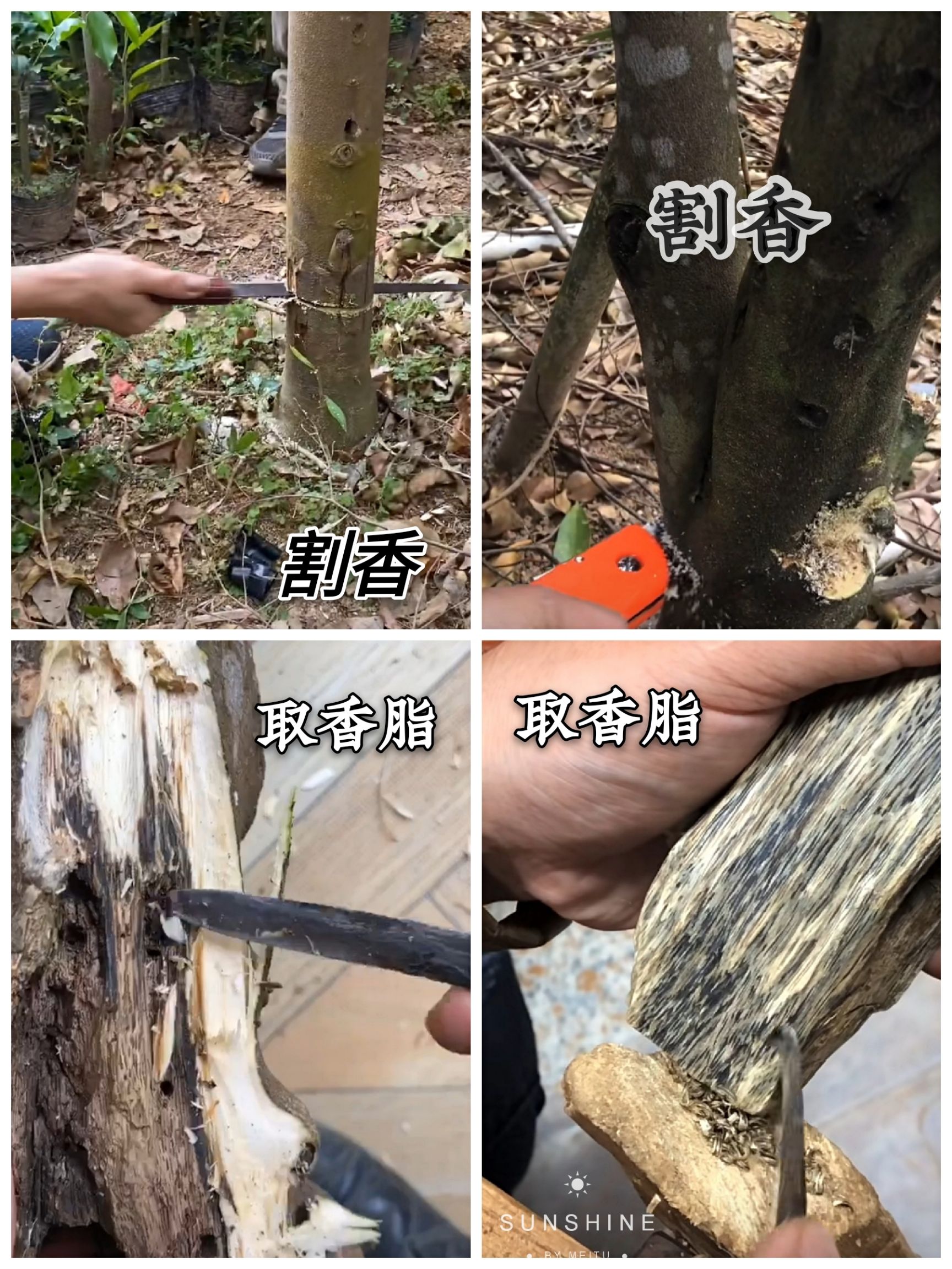 奇楠沉香苗  沉香奇楠苗  黑珍珠棋楠树苗