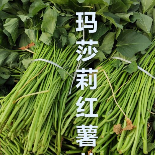 临沂丝滑红薯苗 脱毒  玛莎莉红薯苗 大田苗 日系 高端红薯金时