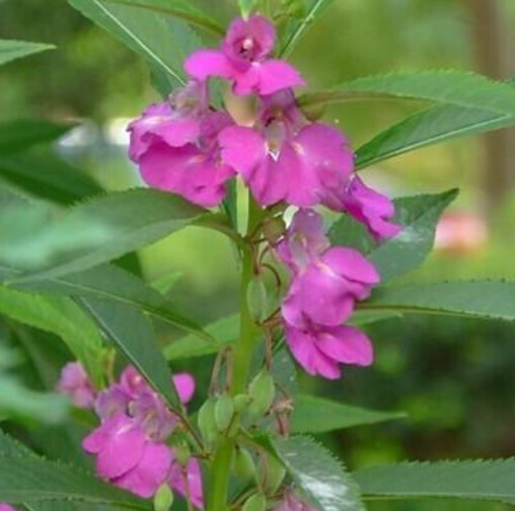 安国市出售新产凤仙花种子 急性子 一年生 指甲花种子 庭院绿植