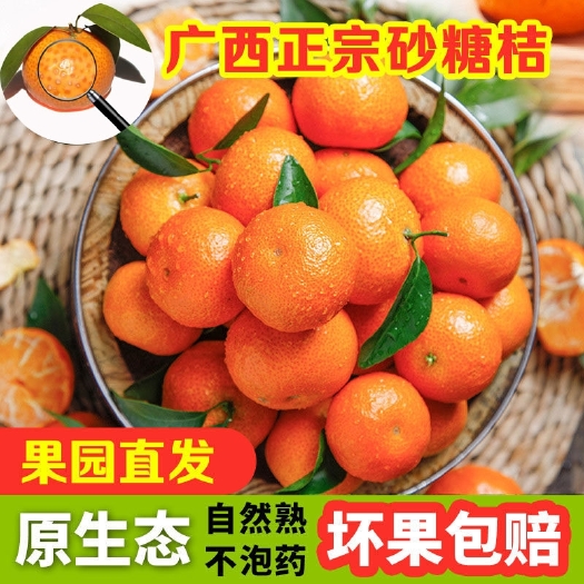 钟山县广西沙糖桔，砂糖桔，价格便宜，招各地果商老板，订果包园。