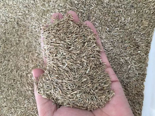 嘉祥县黑麦草种子  多年生黑麦草一次种植多年不用在种，适口性好，产量高