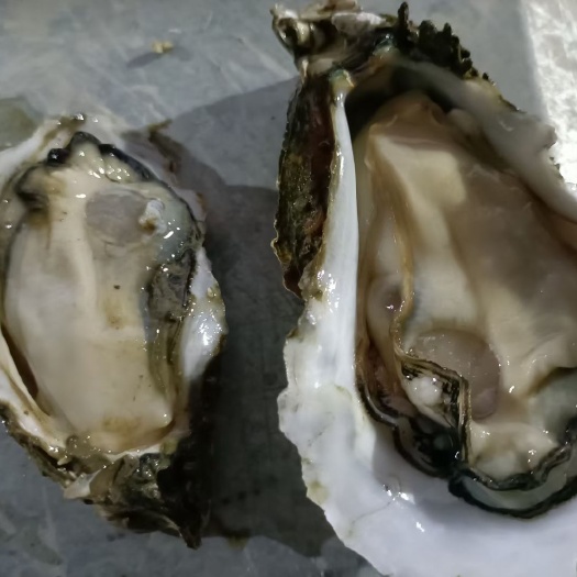 汫洲生蚝  潮汕本港大蚝脆蚝白蚝湛江白蚝台山脆蚝大中小规格