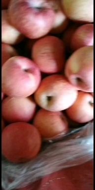 烟台烟台蓬莱区条红红富士苹果