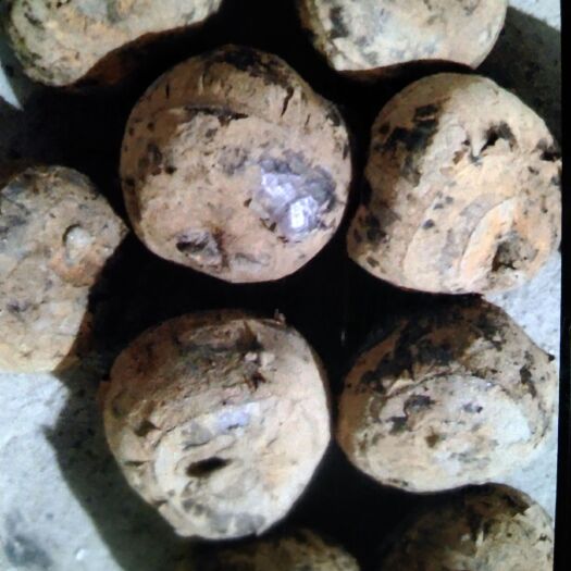 恭城县荔浦马蹄 优质马蹄，精挑细选6-15个一斤，价格不高需要电联