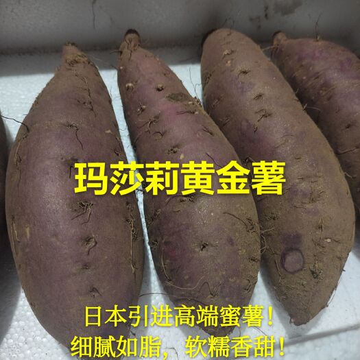 玛莎莉红薯 黄金薯 玛莎莉地瓜 高端红薯 日本品种
