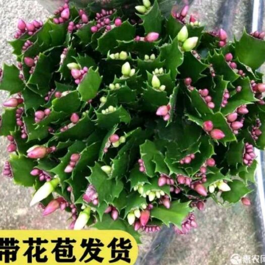 平邑县蟹爪兰盆栽  多色蟹爪兰 盆栽 盆景  花色齐全 基地直销