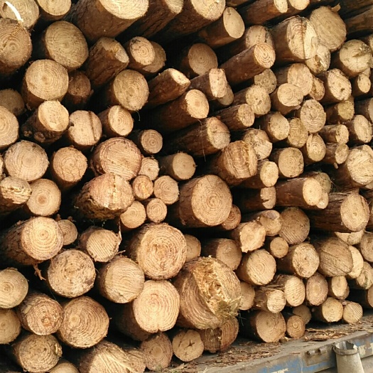 荔波县木材  金丝楠木