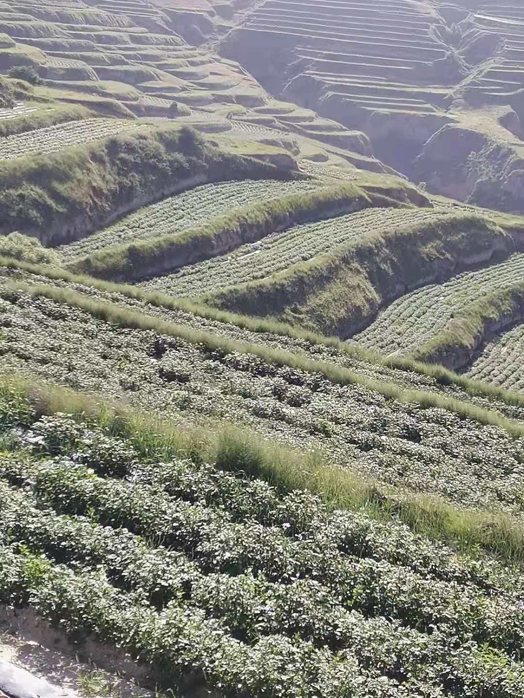 陇薯10号 土豆