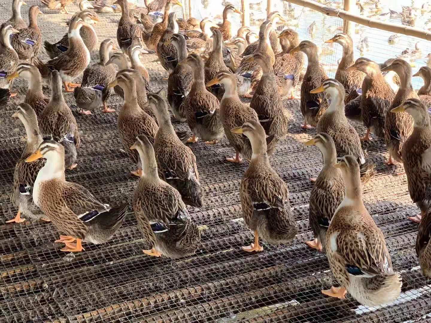 水棚养殖大种麻鸭鸭场直销常年有货有需要的私聊