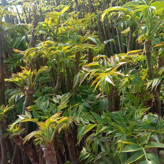 临朐县正宗红油香椿芽，产地直发，大量有货