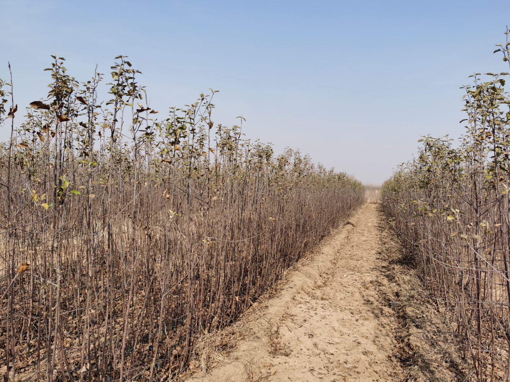 苹果苗矮化中间砧苹果苗维纳斯黄金苹果苗烟富十苹果苗