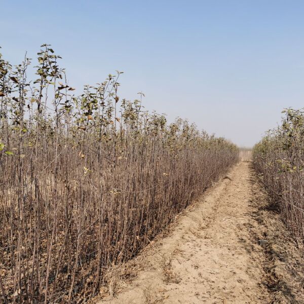 苹果苗矮化中间砧苹果苗维纳斯黄金苹果苗烟富十苹果苗