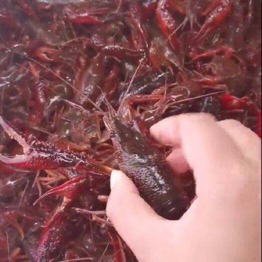洪湖市青壳小龙虾 洪湖清水小龙虾 活鲜物流直发