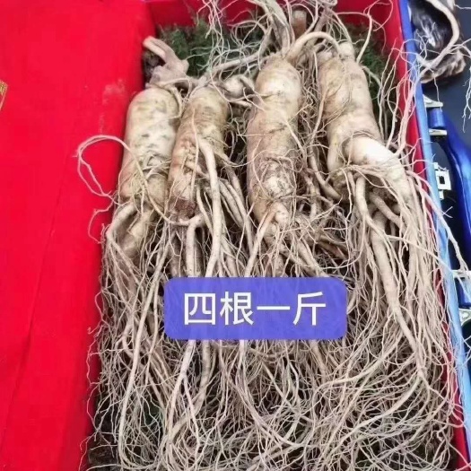 莘县 长白山人参