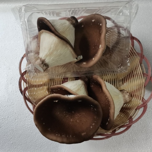 南靖县猪肚菇以及各类食用菌