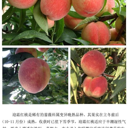 南宫市冬桃苗  桃树苗  油蟠桃36-5苗 各种蟠桃苗  基地育苗，降价销售