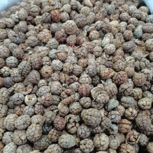 玉林特绿中草蔻，广西大草蔻，海南大草蔻大货供应批零兼营，质优价美