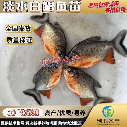 广州【周期短效益大】淡水白鲳鱼苗 红白鲳鱼苗 观赏鱼大量供应