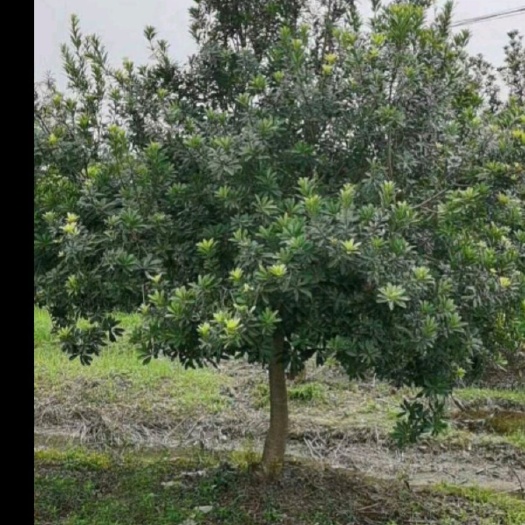 苏州 乌紫杨梅树