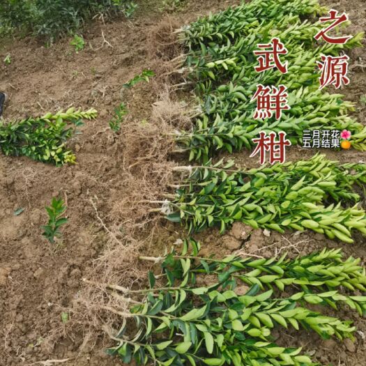  广西桂林晚熟柑橘新品武鲜柑苗