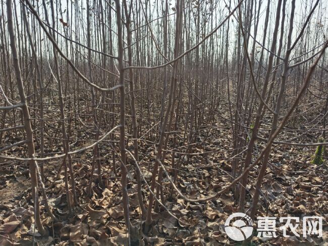 苹果苗矮化中间砧苹果苗维纳斯黄金苹果苗烟富十苹果苗