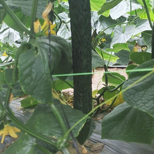 嫁接油亮青瓜 505，501嫁接青瓜上市，欢迎各位老板收购。