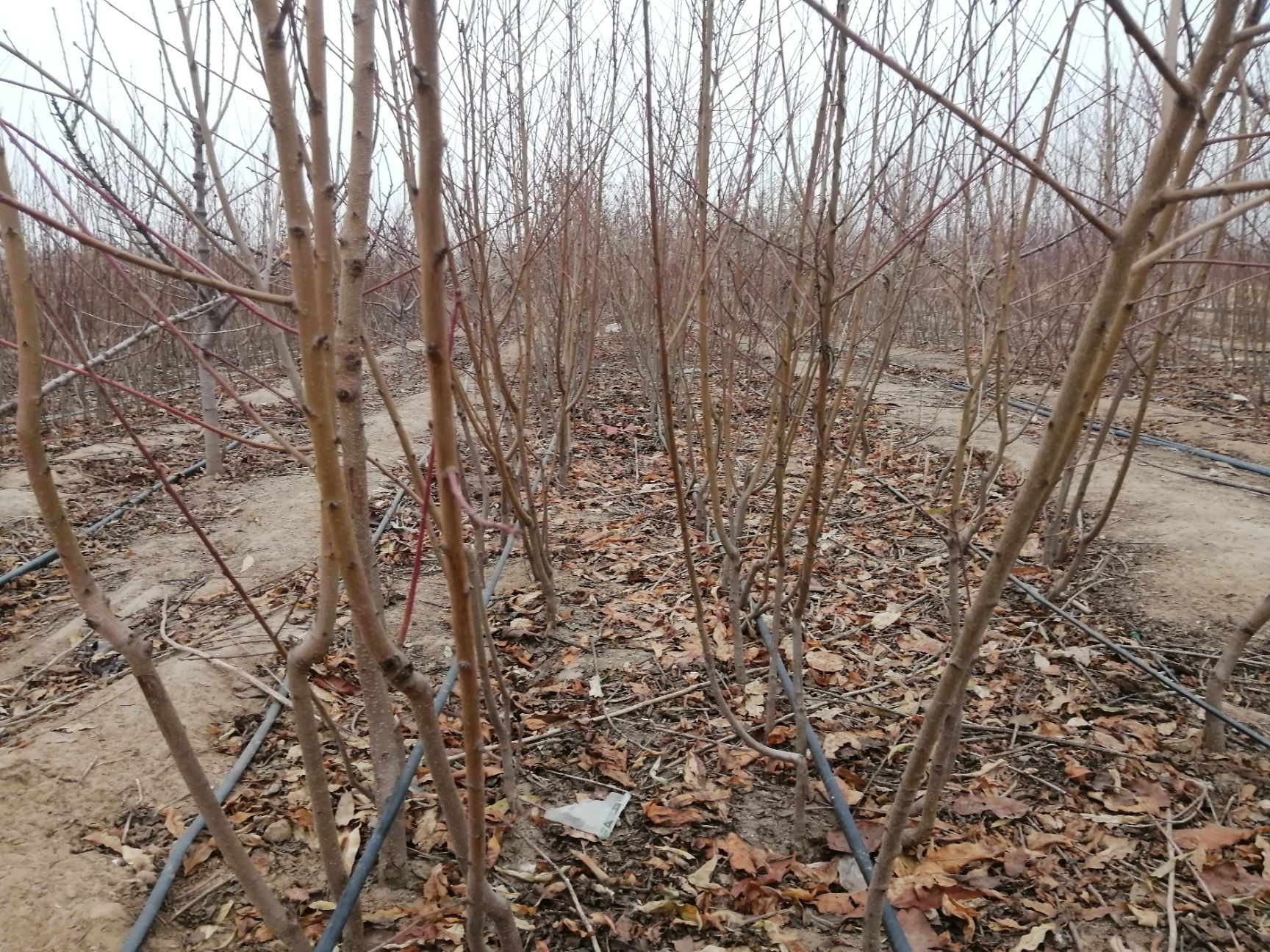 扁桃树苗  桃树苗  油蟠桃36-3苗 各种蟠桃苗  基地育苗