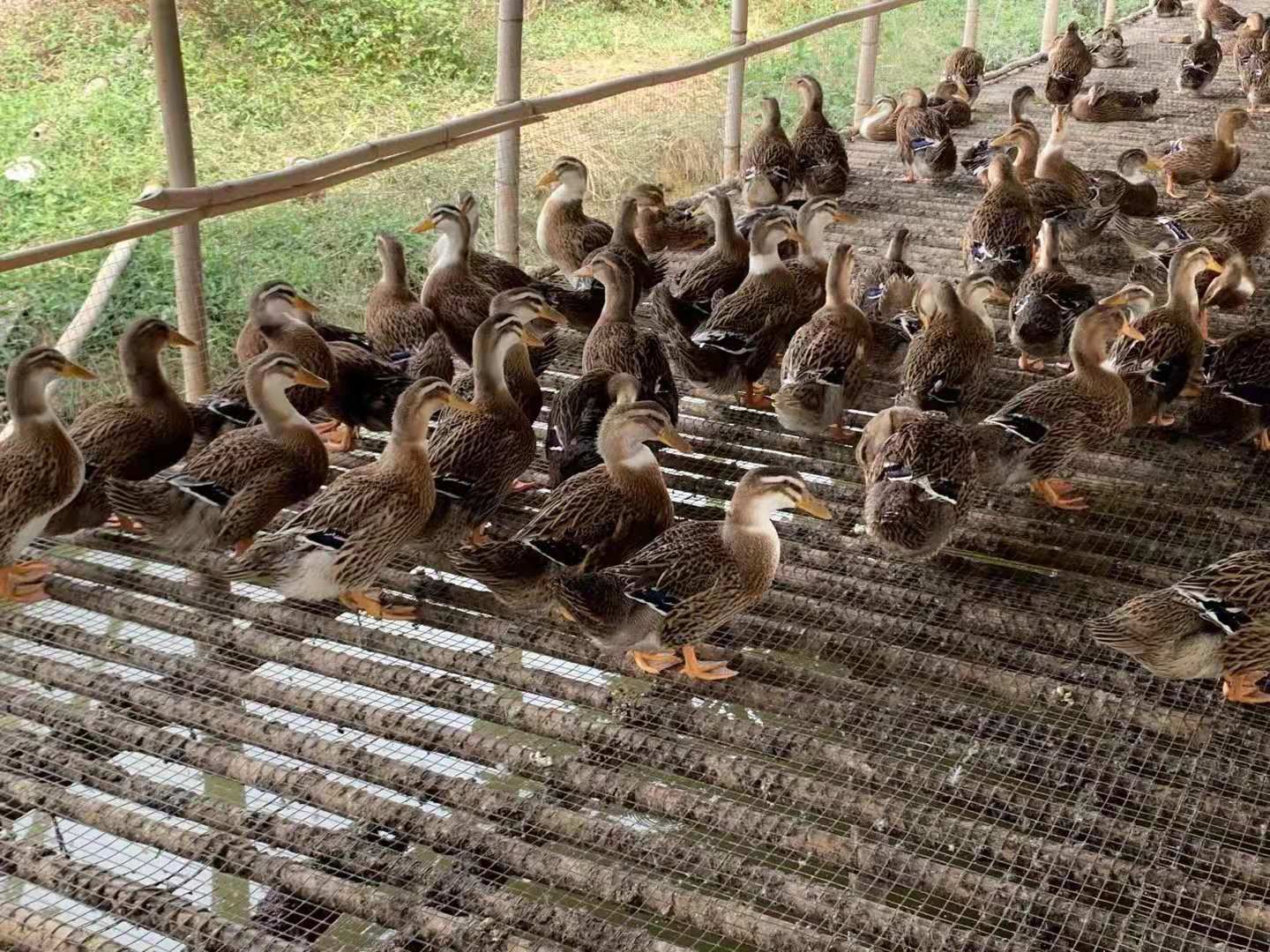水棚养殖大种麻鸭，鸭场直销，常年有货，有需要的私聊