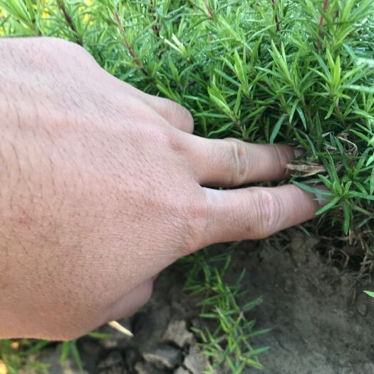 青州市丛生福禄考 