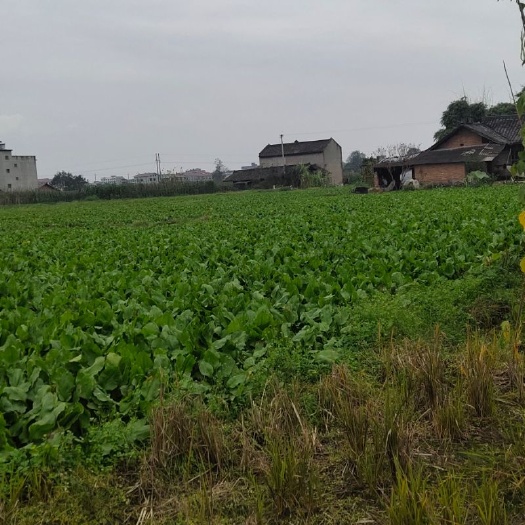 夹江县川泽泻  今年泽泻即将上市，需要的可以提前预定联系！