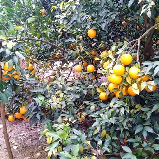 南宁橙子红江橙冰糖橙鲜橙大量供应