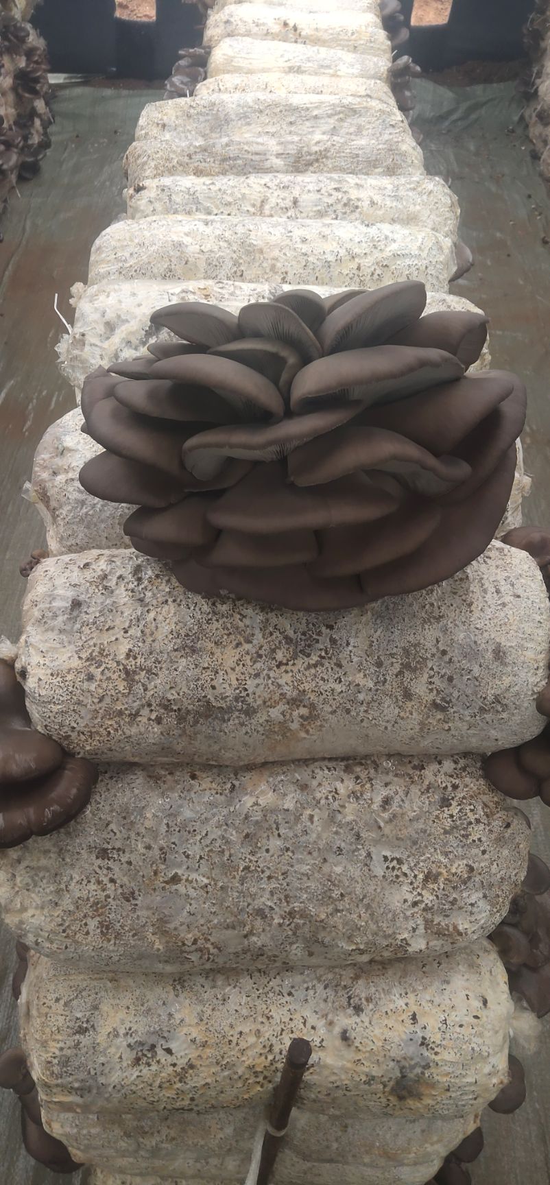 一级黑平菇  鲜平菇  菇型好价格低