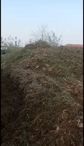 诸城市玉米青贮草 