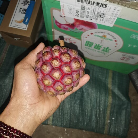 金平县黑老虎果苗