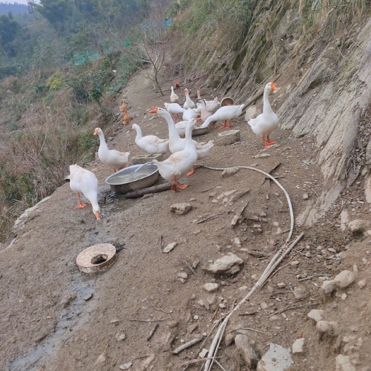 永顺县 湘西果园散养本地土鸡，本地鹅。
