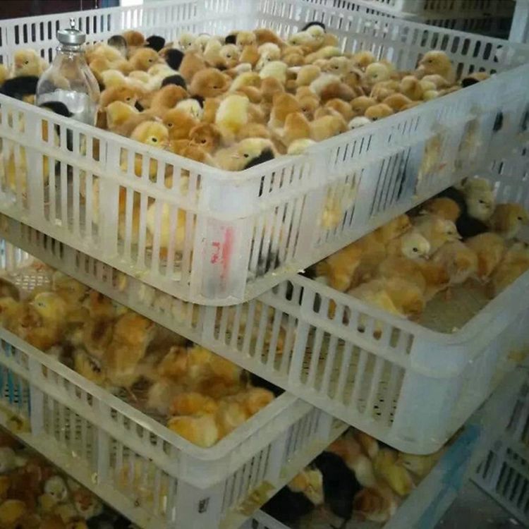 土鸡苗  〖10000送100〗优质江汉黄母苗