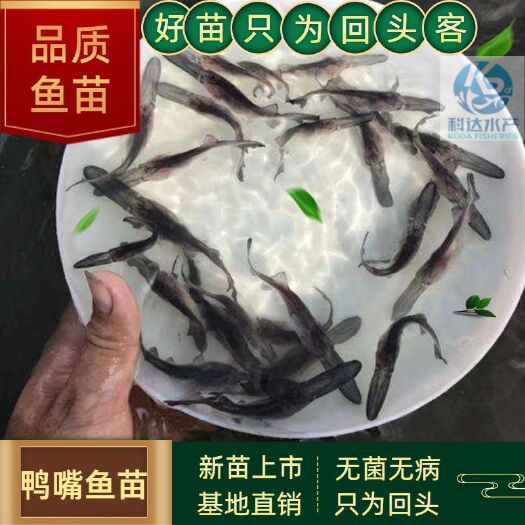 江门鸭匙鱼苗 鸭嘴鱼苗 匙吻鱼苗