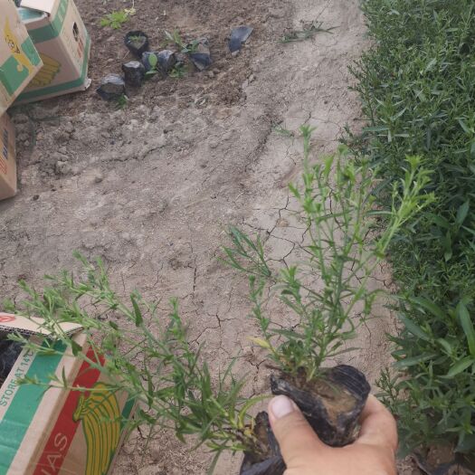 青州市荷兰菊 
