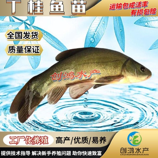 广州优质丁桂鱼鱼苗 欧洲丁鱥鱼苗 丁桂鱼苗水花 食用观赏鱼