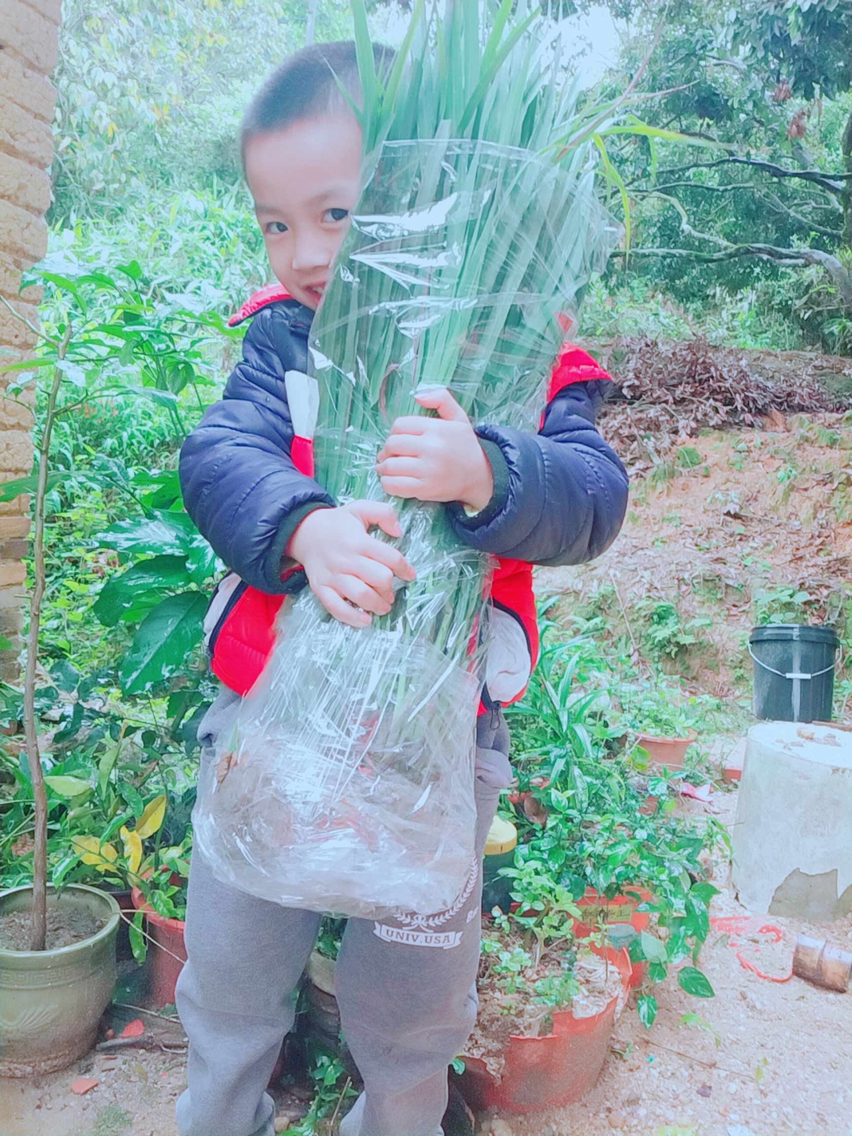 香茅草种苗  包邮香茅苗小苗大苗多支苗柠檬草苗种风苗