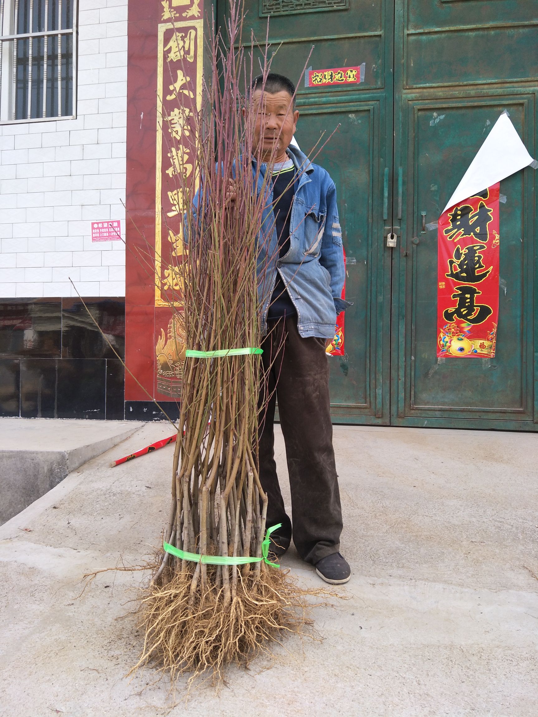 黄桃树苗 黄金密4号 中秋成熟 果个大 挂树1个月不软