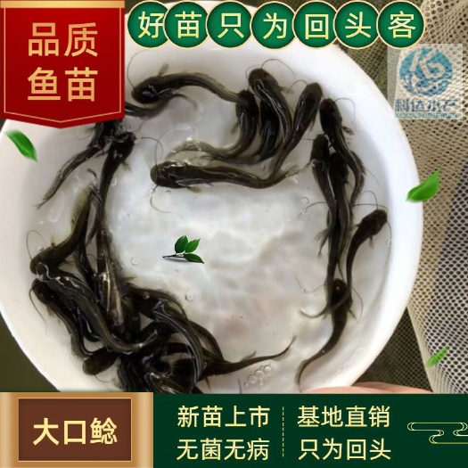 江门大口鲶鱼苗 鲶鱼苗 杂交大口鲶苗 南方大口鲶 基地直销 包邮
