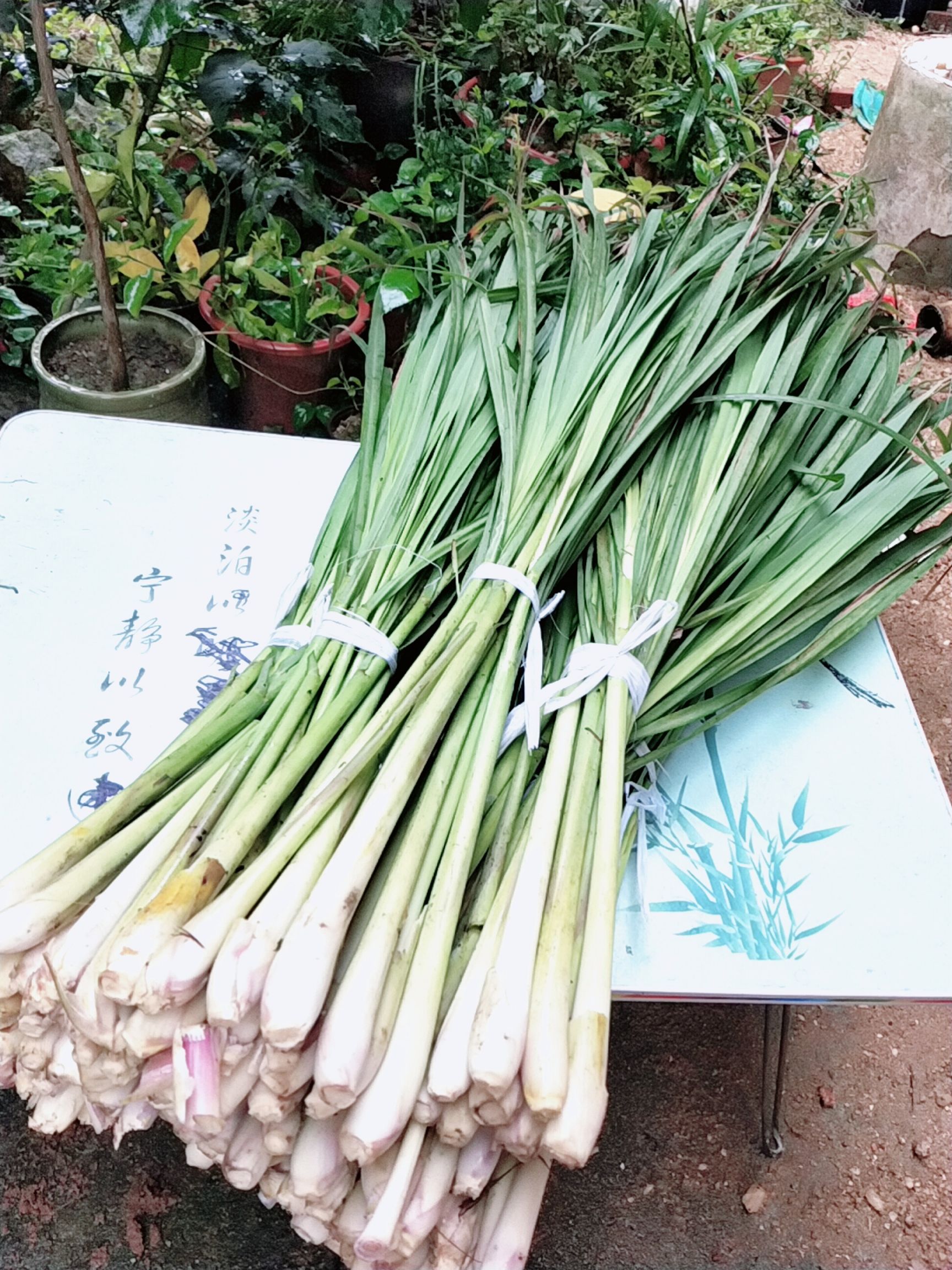  新鲜香茅草柠檬草带叶发出风茅香料原料8件包邮