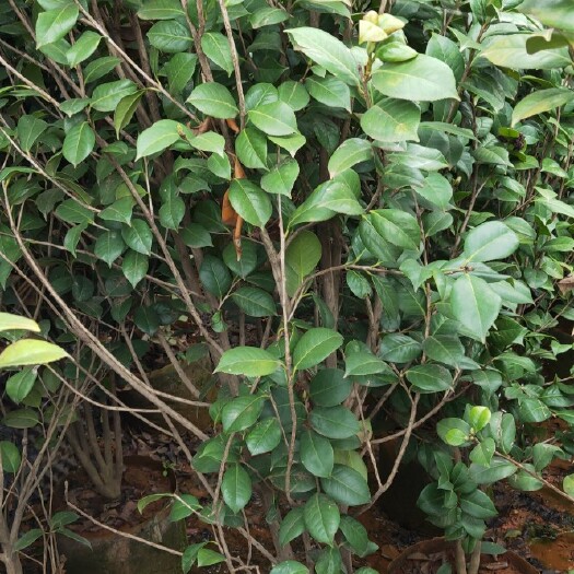 宜良县 华东山茶茶花