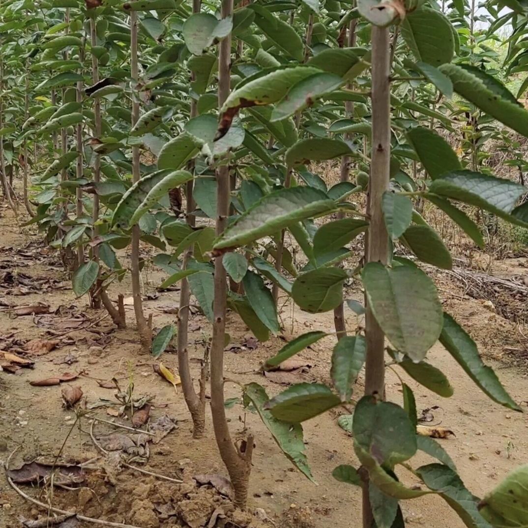 俄罗斯8号樱桃苗樱桃苗车厘子树苗基地直供现挖现卖量大从优