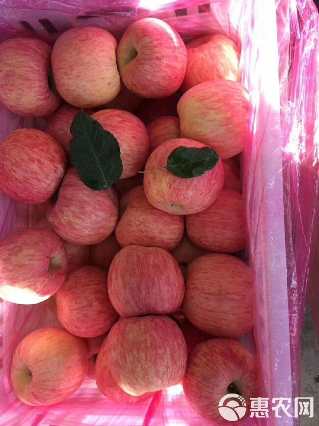 山东新鲜红富士苹果。果园采摘。处理冷库苹果口感好。价格便宜。