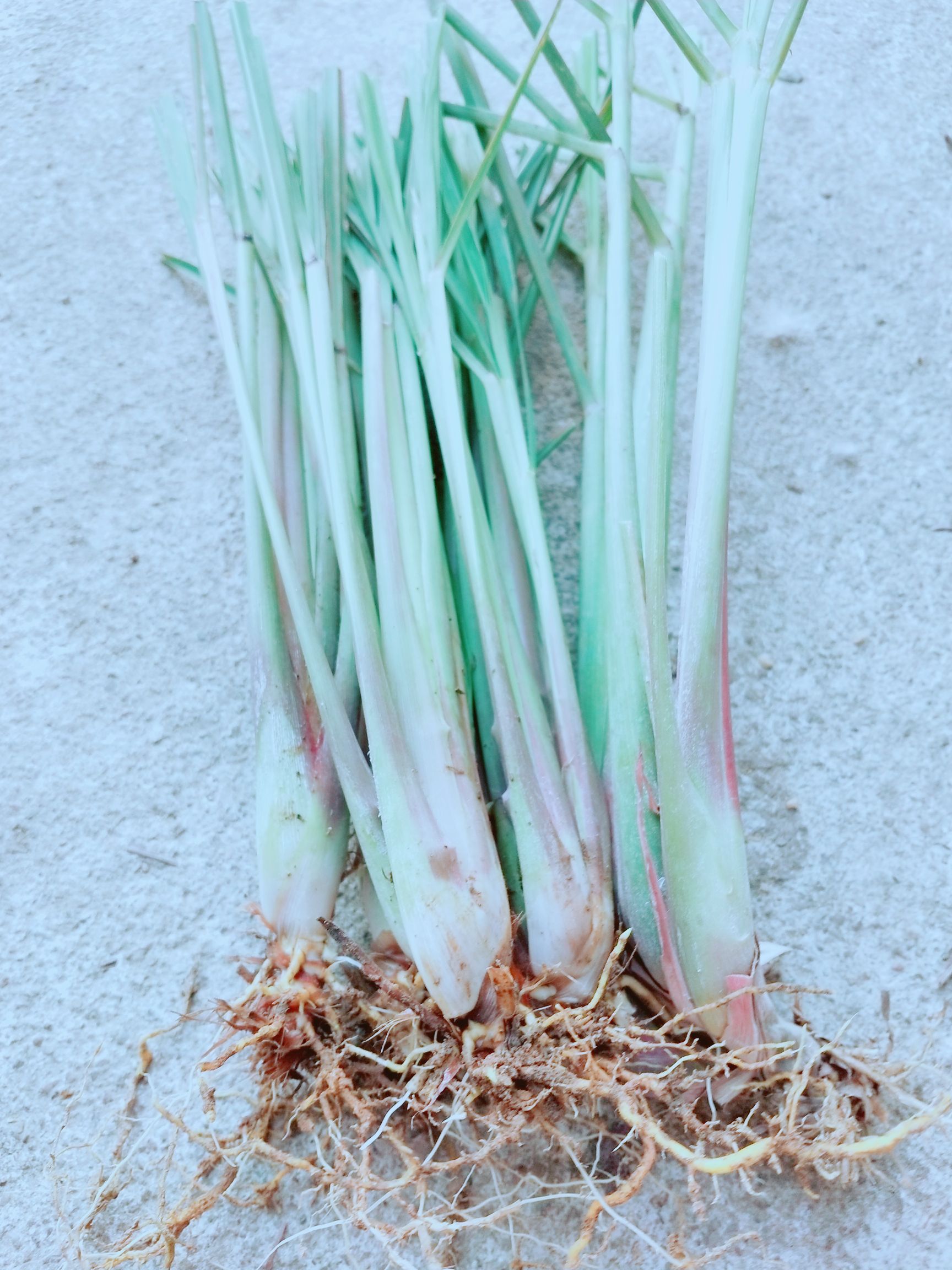 香茅草种苗  包邮香茅苗小苗大苗多支苗柠檬草苗种风苗